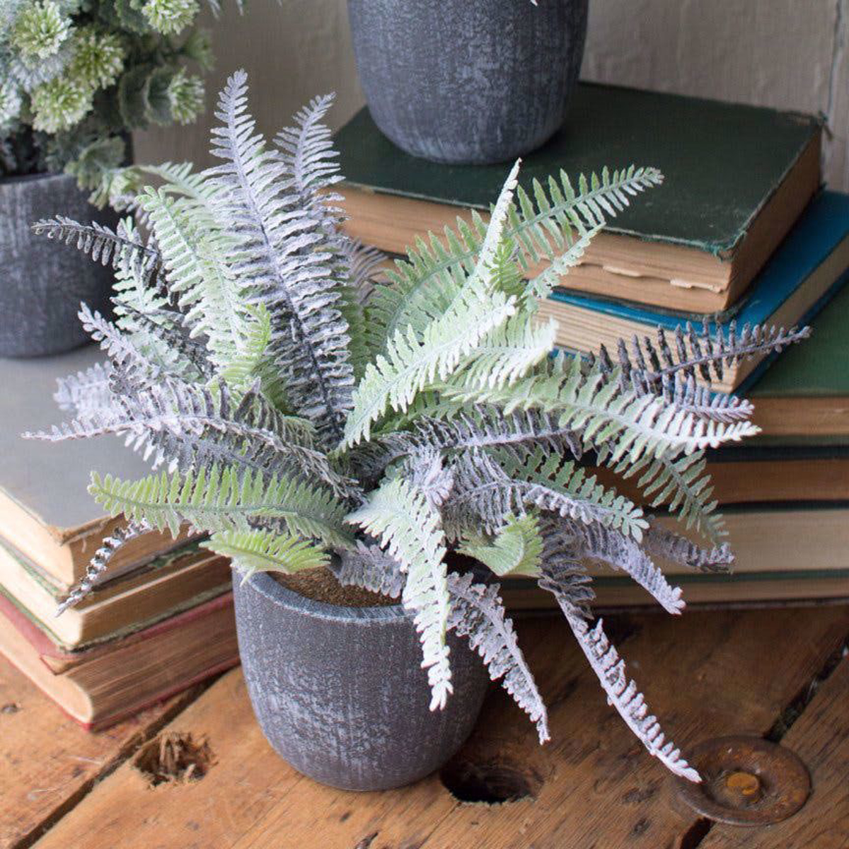 Picture of Fern Succulent with Round Grey Pot