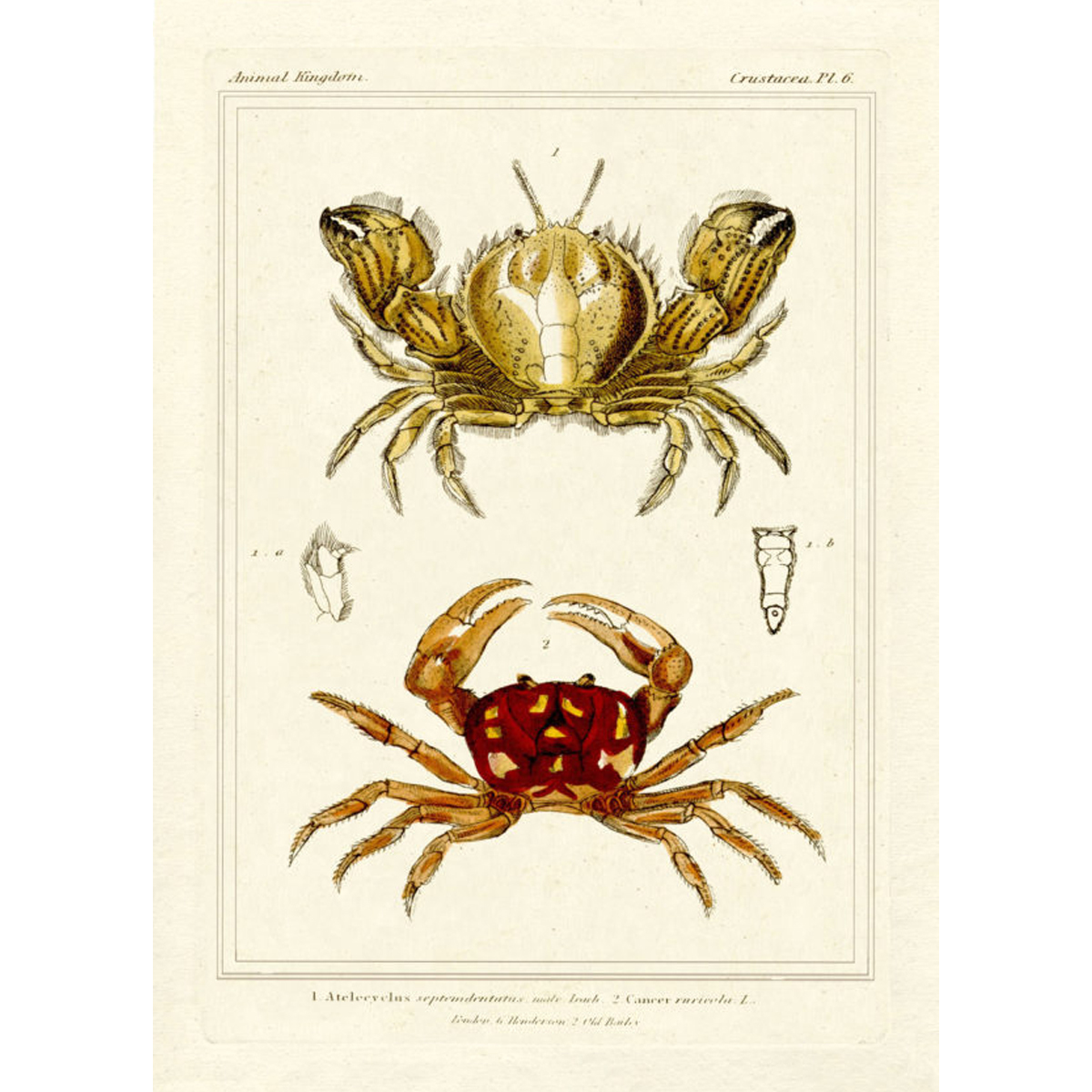 Picture of 26X32 TWO CRABS OF THE SEA