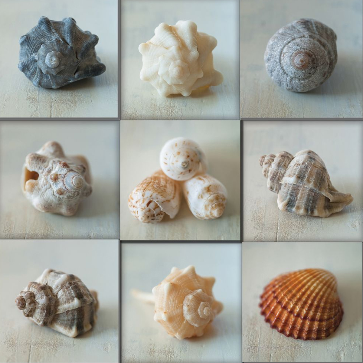 Picture of SHELL LIFE PRINT