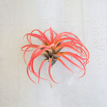 Picture of RED AIR PLANT
