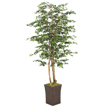 Picture of 7' BLACK OLIVE TREE IN SQUARE METAL PLANTER