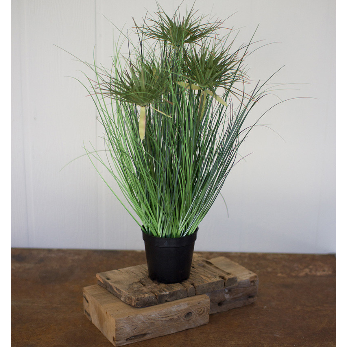 Picture of CYPRUS GRASS IN PLASTIC POT