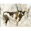 Picture of BROWN BOVINE STEER PRINT