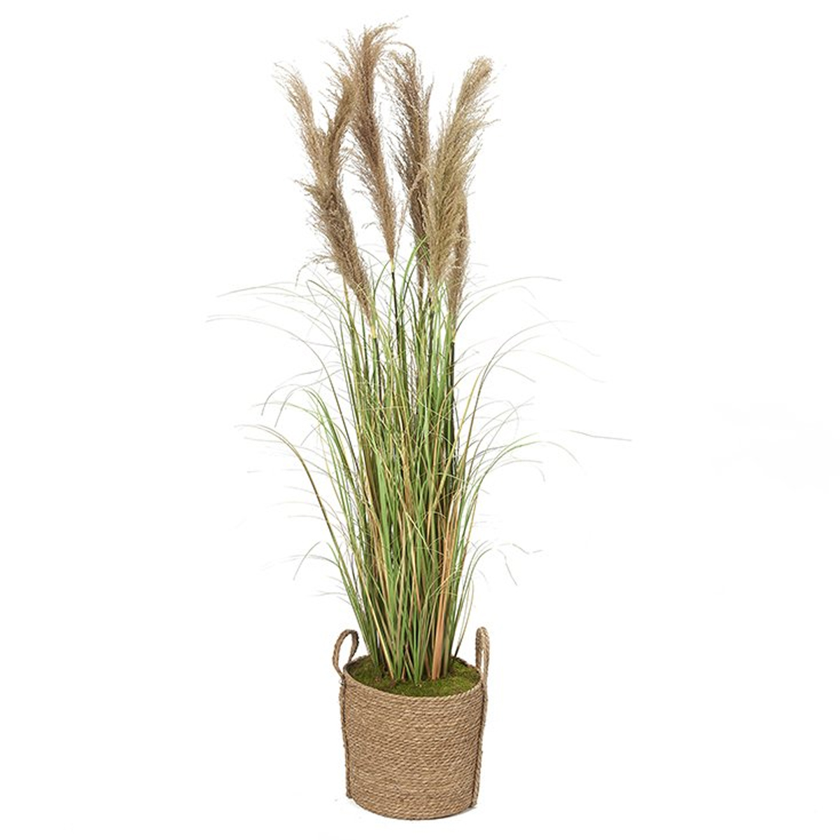 Picture of 6' REED GRASS IN ROUND NATURAL PLANTER