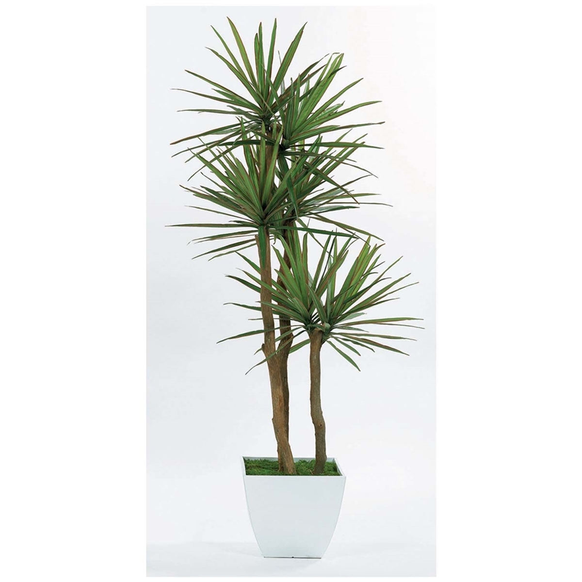 Picture of YUCCA 7' TREE 