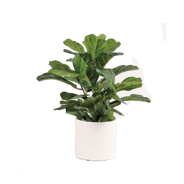 Picture of FIG PLANT IN WHT CYLINDER