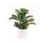 Picture of FIG PLANT IN WHT CYLINDER