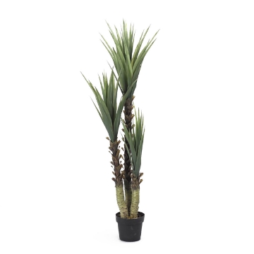 Picture of 61" YUCCA TREE