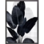 Picture of PALM NOIR II FRAME ART