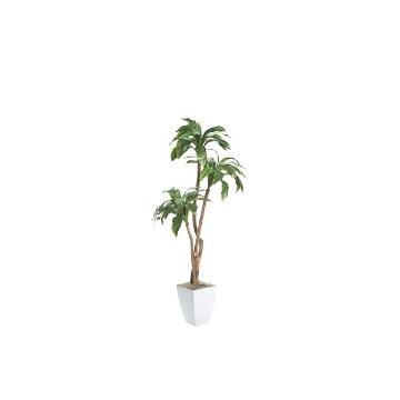 Picture of 7' ARECA PALM IN WHITE SQUARE PLANTER