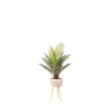 Picture of ARECA PALM IN WOODEN PLNTR