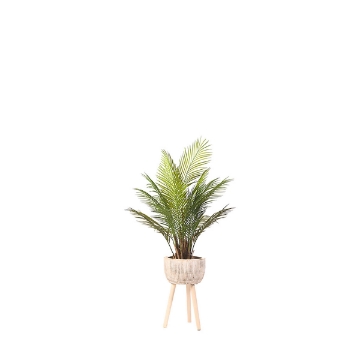 Picture of ARECA PALM IN WOODEN PLNTR