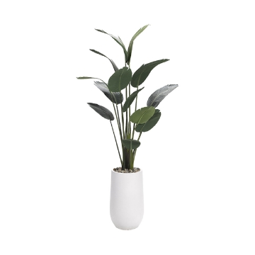 Picture of 7' TRAV PALM IN WHT SQ PLNTR