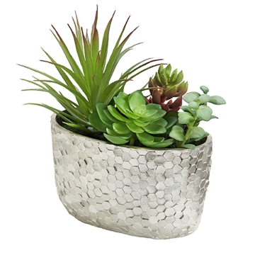 Picture of AST SUCCULENTS IN SLVR POT