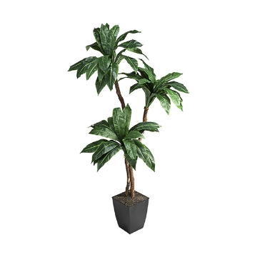 Picture of 6' BIRDNEST PALM SQ PLNTR