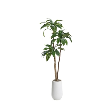 Picture of 6' BIRDSNEST PALM IN PLANTER