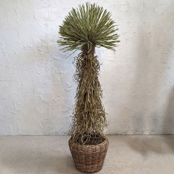 Picture of SMALL POTTED DRACAENA TREE