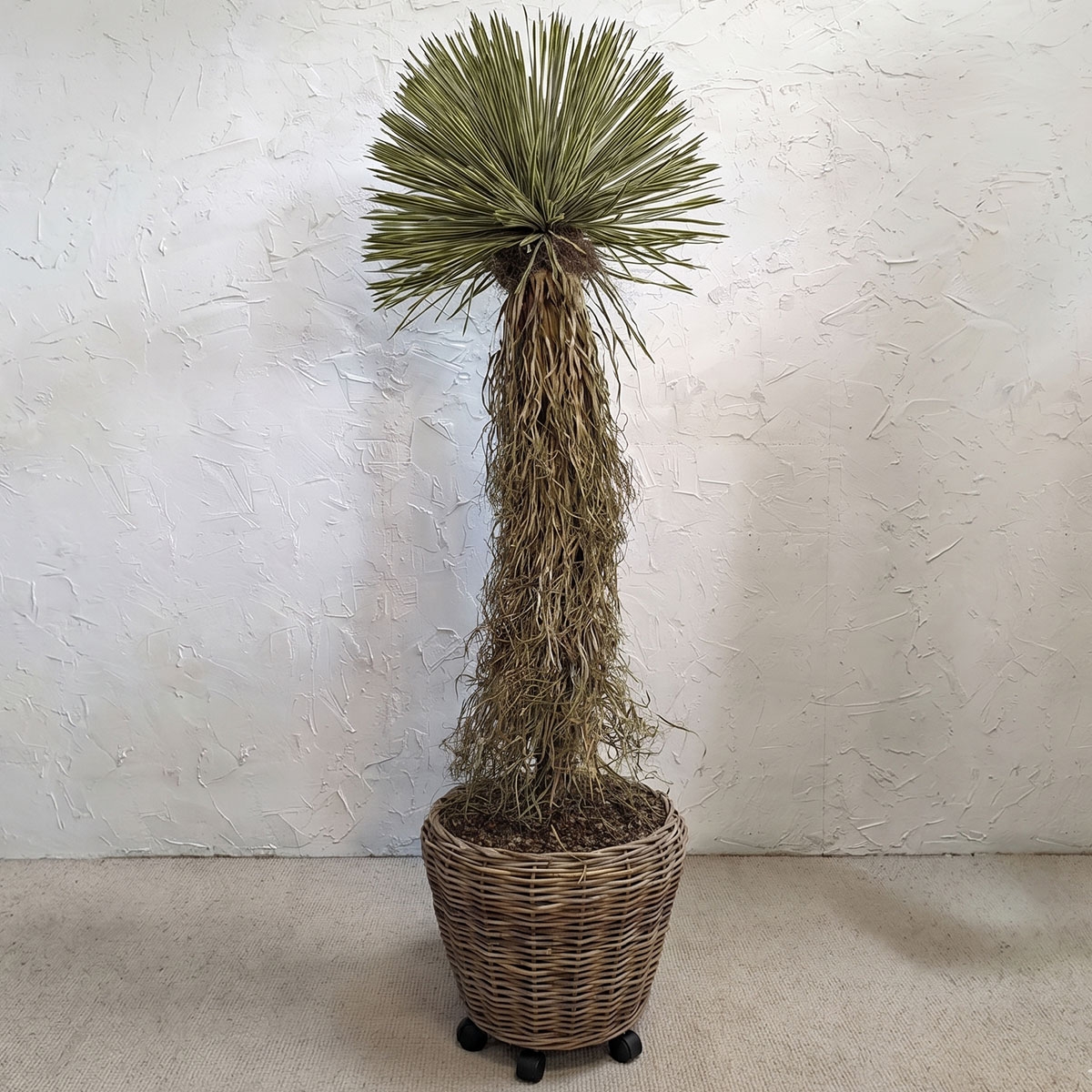 Picture of LARGE POTTED DRACAENA TREE