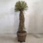 Picture of LARGE POTTED DRACAENA TREE