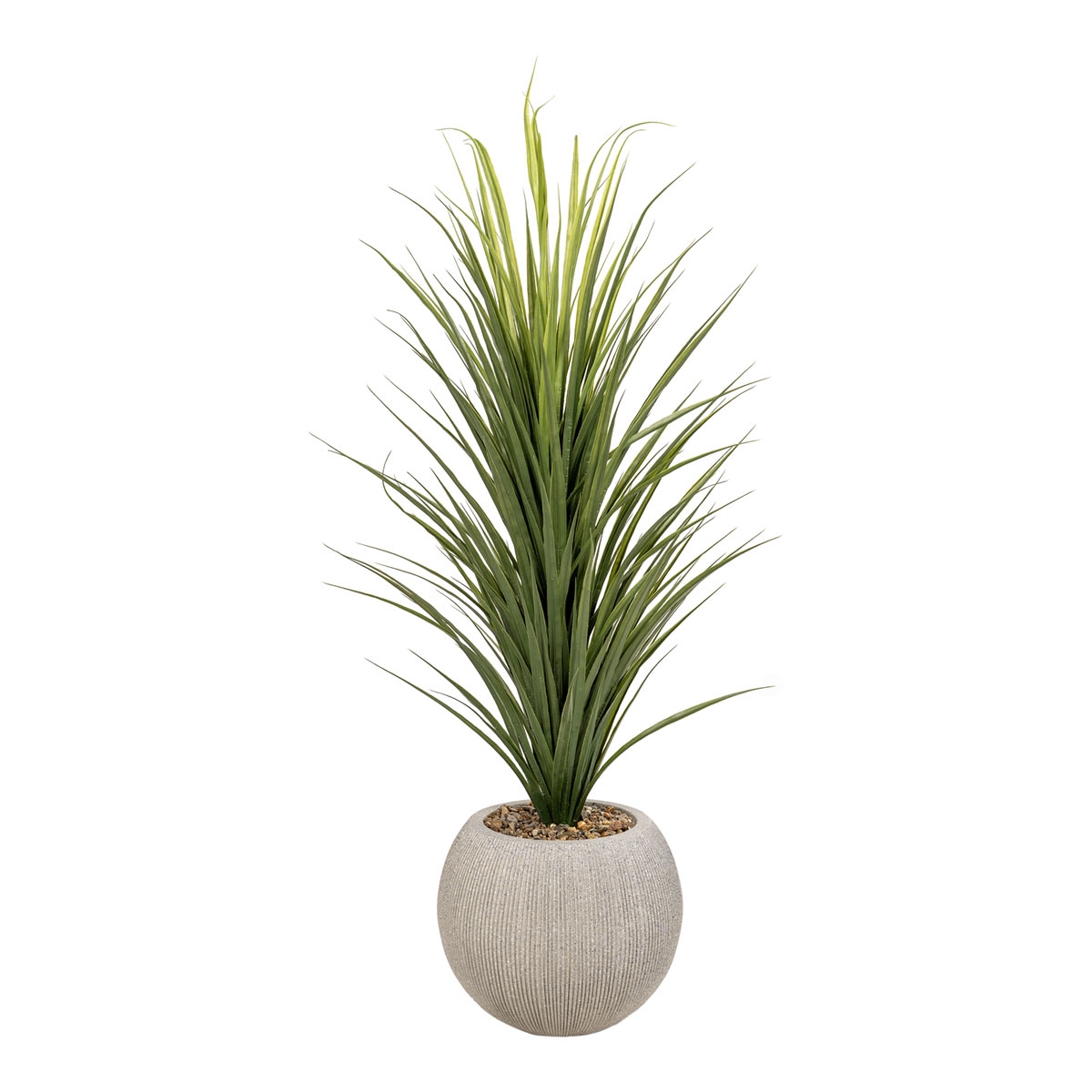 Picture of PANICUM GRASS IN ORBIS PLANTER