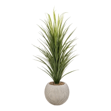 Picture of PANICUM GRASS IN ORBIS PLANTER