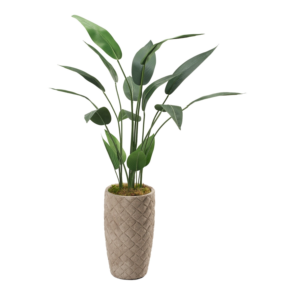 Picture of 5' TRAVELER PALM-PLAIT PLNTR