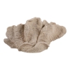 Picture of HEMMINGHOLM TAN CORAL DECOR