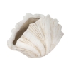 Picture of 22" SCALLOP SHELL DECOR