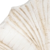 Picture of 22" SCALLOP SHELL DECOR