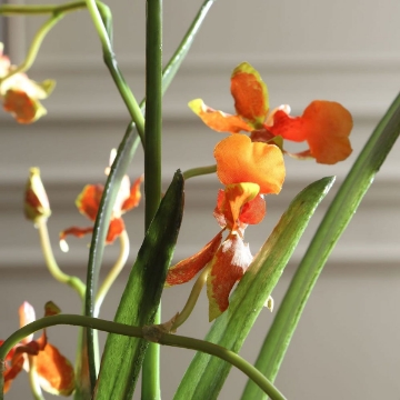 Picture of DANCING ORCHID FLORAL ARGMNT