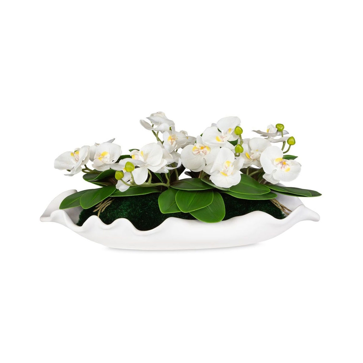 Picture of OPULENCE ORCHID