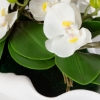 Picture of OPULENCE ORCHID