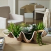 Picture of SEASIDE BREEZE SUCCULENTS