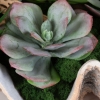 Picture of SEASIDE BREEZE SUCCULENTS