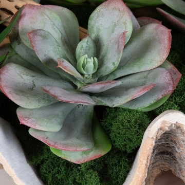 Picture of SEASIDE BREEZE SUCCULENTS