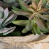 Picture of SEASIDE BREEZE SUCCULENTS