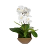 Picture of TRANSCEND ORCHID ARRANGMENT