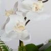 Picture of TRANSCEND ORCHID ARRANGMENT