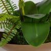 Picture of TRANSCEND ORCHID ARRANGMENT