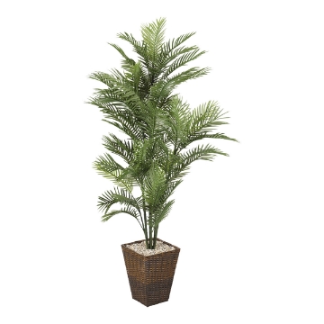 Picture of 6' ROBELLINI PALM IN SQ BSKT