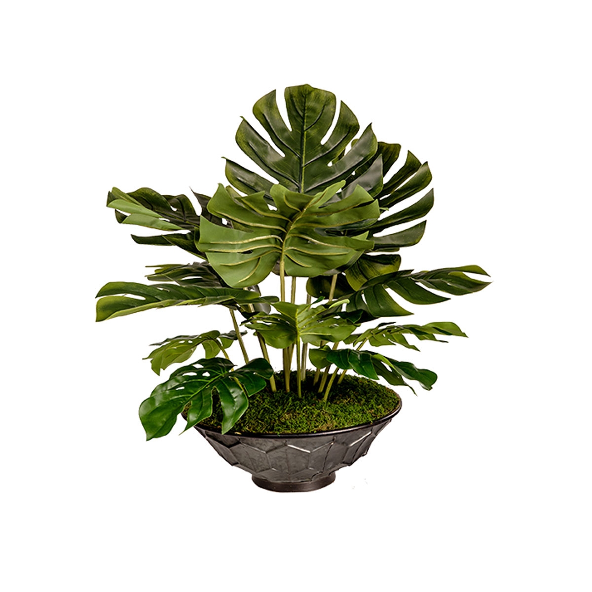 Picture of SPLIT LEAF PHILO IN VIDA PLNTR