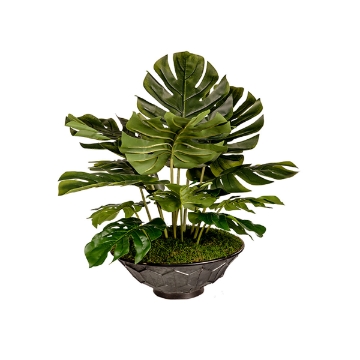 Picture of SPLIT LEAF PHILO IN VIDA PLNTR